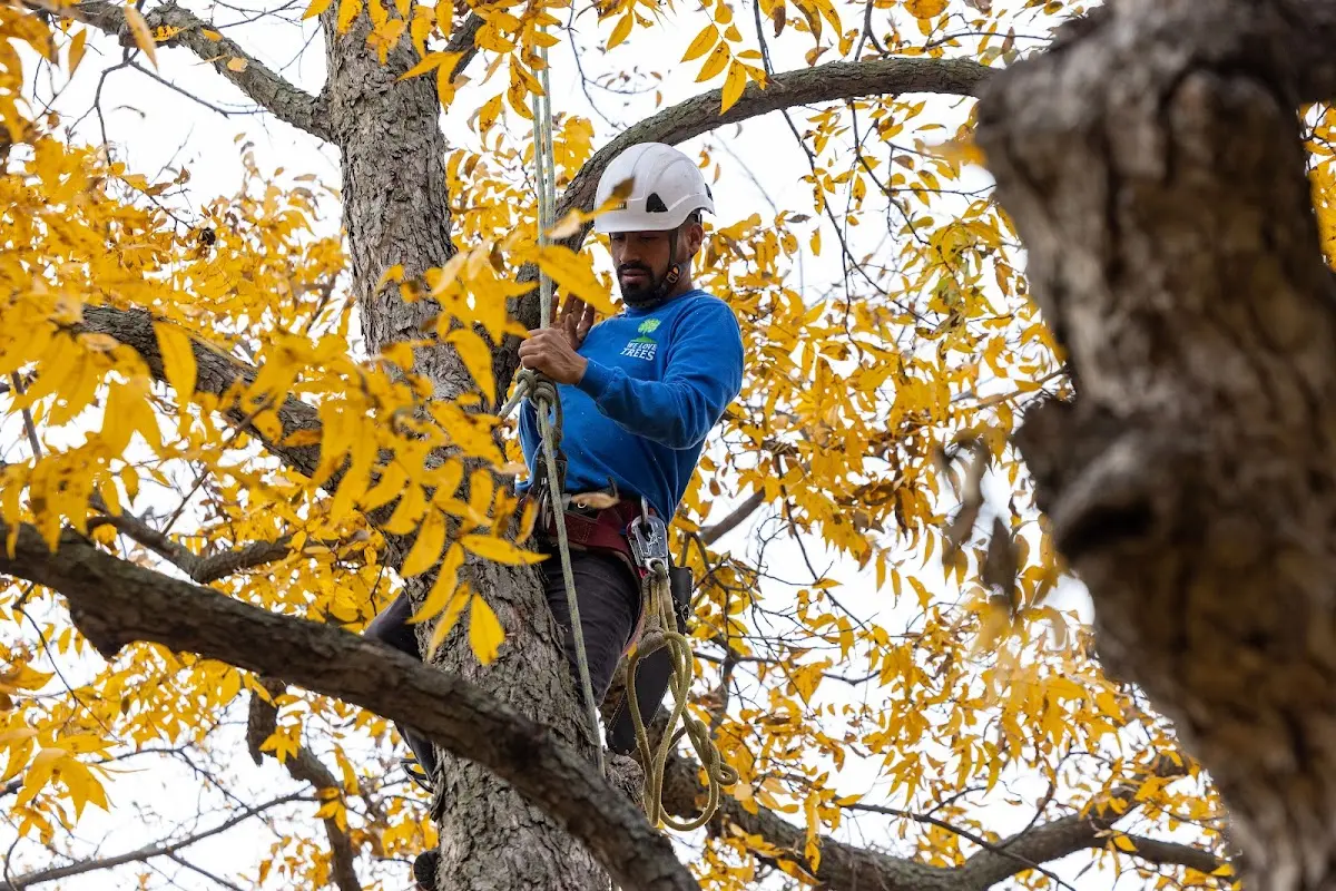 Skilled Storm Damage Cleanup crew working in Fairmont